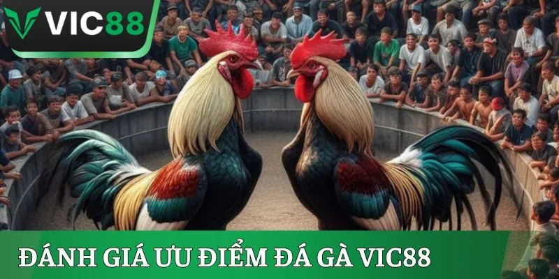 Đánh giá ưu điểm đá gà Vic88